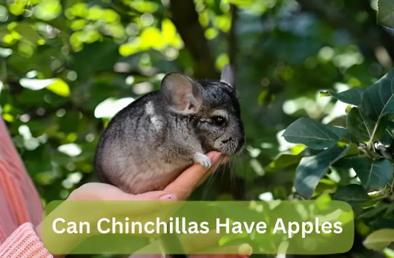 Can Chinchillas Have Apples