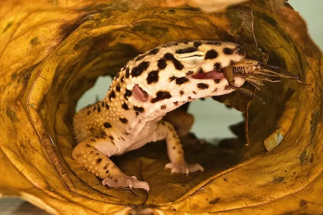Leopard Gecko Diet