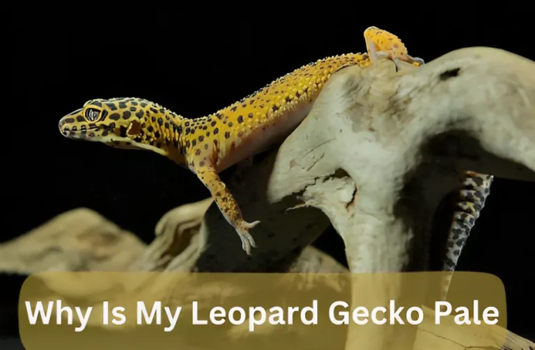 Leopard Gecko Pale